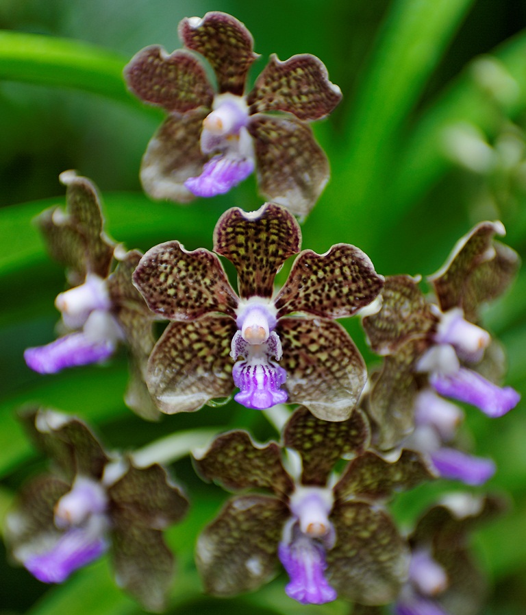 Singapore - Orchid